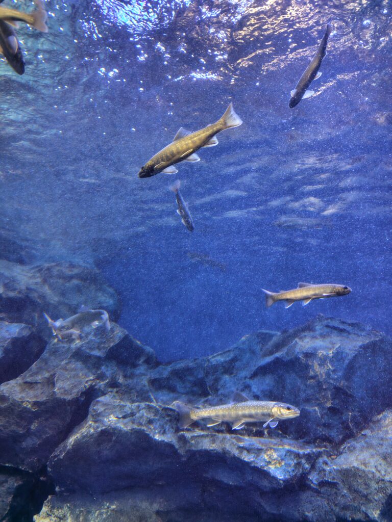 画像に alt 属性が指定されていません。ファイル名: 260204090503634-768x1024.jpg